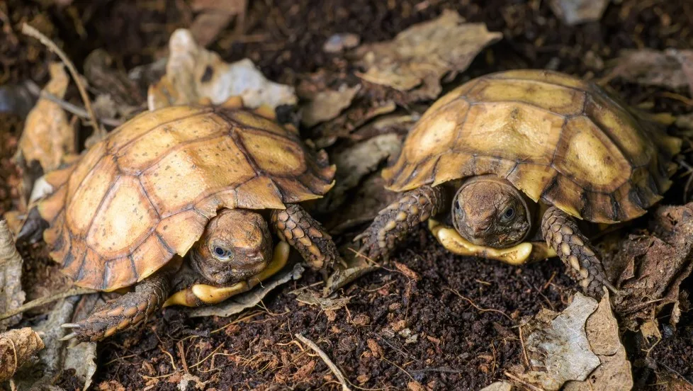Pražská zoo jako první v Evropě rozmnožila ohrožené želvy dlaždicovité