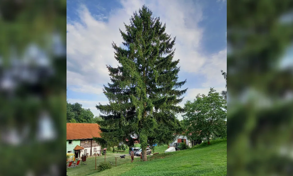 Praha zná svůj vánoční strom. Majitel se bojí, že mu spadne na chalupu, tak ho daruje