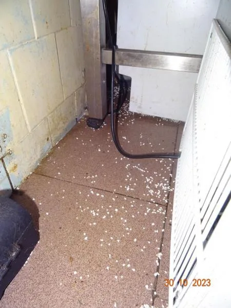 V pražské restauraci pobíhaly myši, potravinářská inspekce ji zavřela