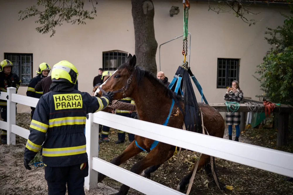 VIDEO: Zraněný kůň se nemohl postavit na nohy. Pomohli mu hasiči s vyprošťovacím autem