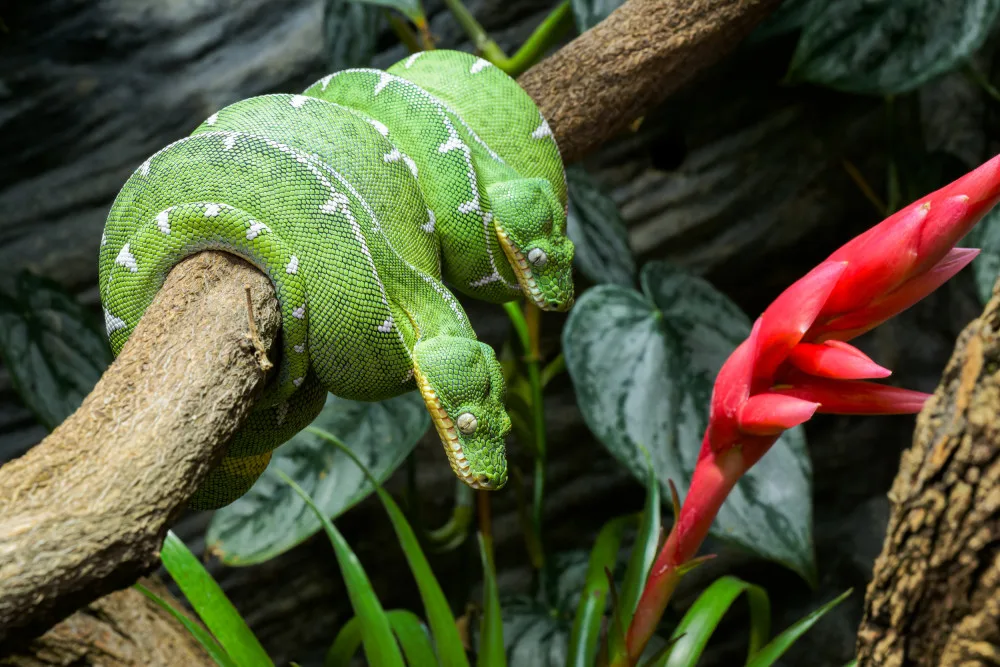 VIDEO: Tělo hada, hlava psa. Pražská zoo získala vzácné plazy