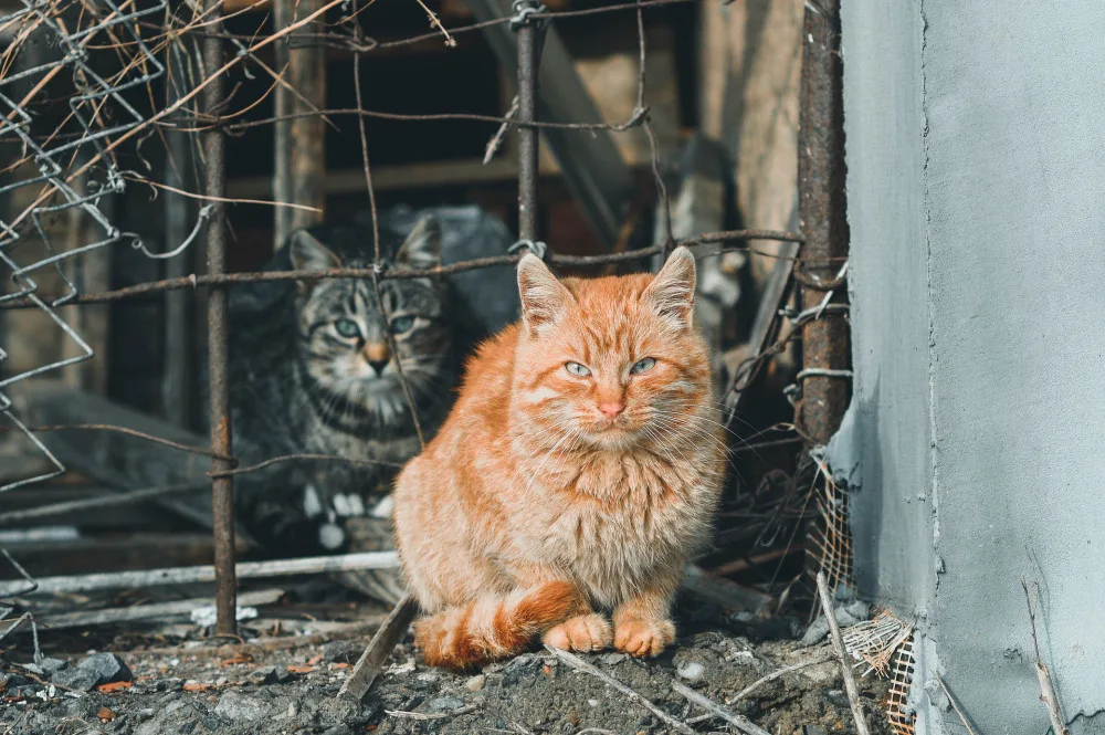Ilustrační foto