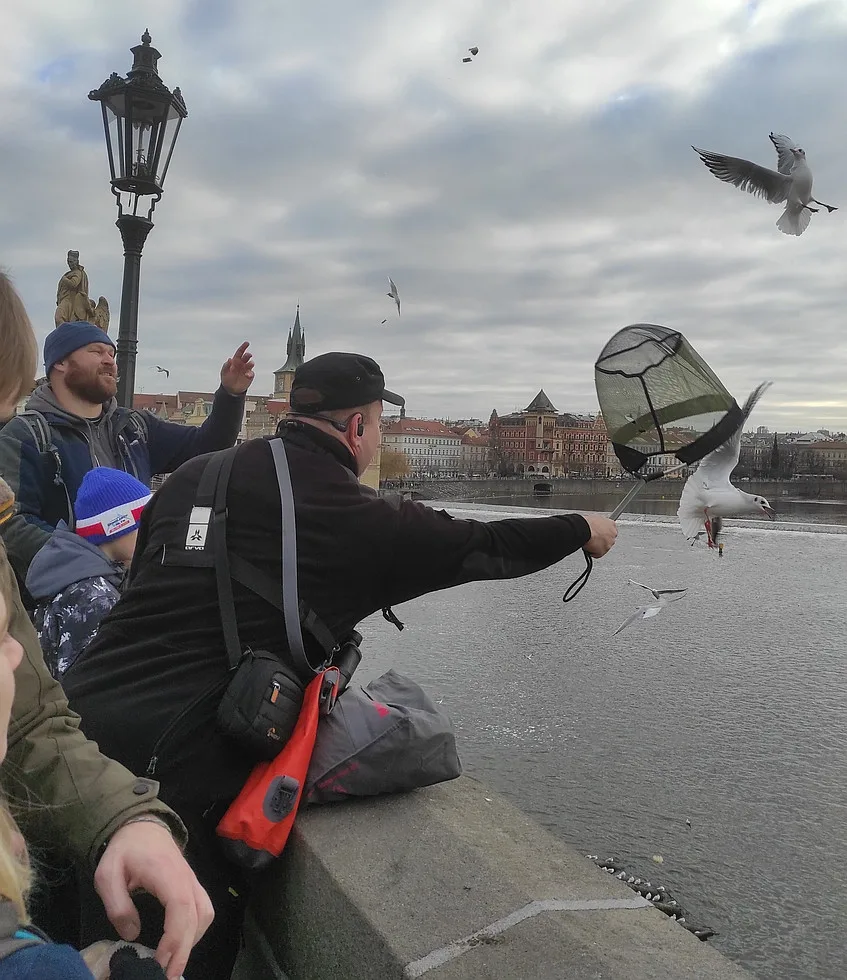 Ornitologové v Praze počítali labutě, kachny, lysky a racky