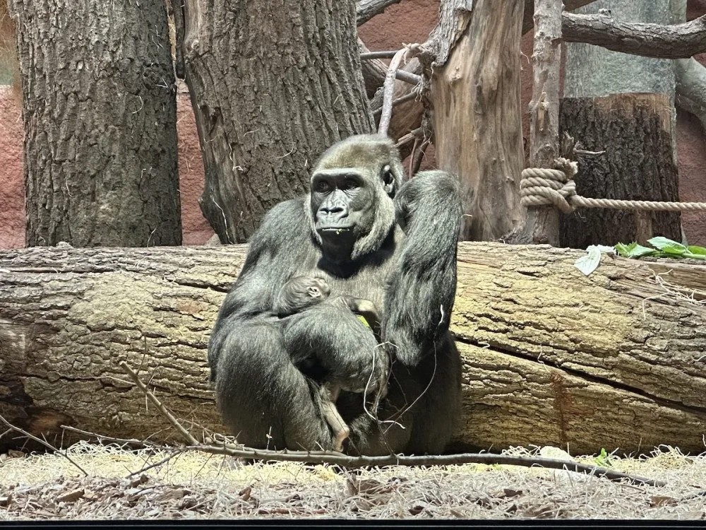 Nový gorilí přírůstek v pražské zoo je samička. Jméno vyberou v hlasování