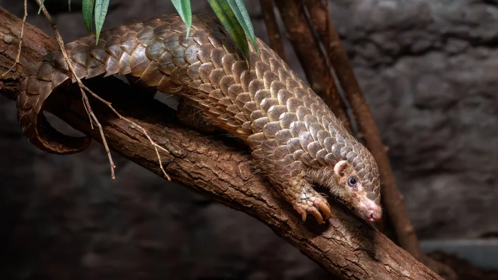 mládě luskouna krátkoocasého v Zoo Praha