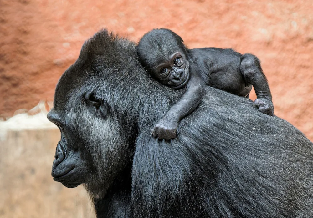 Zoo Praha