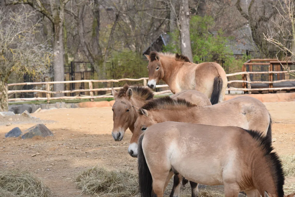 VIDE: Zoo Praha otevírá brány do Gobi, v nové expozici najdou návštěvníci koně Převalského a další obyvatele asijských stepí