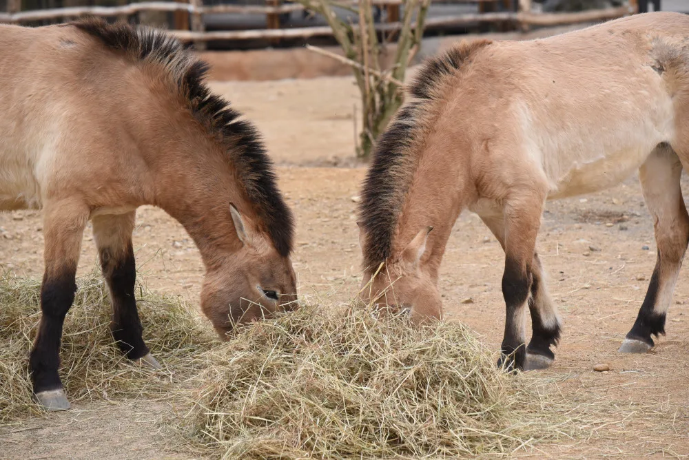 VIDE: Zoo Praha otevírá brány do Gobi, v nové expozici najdou návštěvníci koně Převalského a další obyvatele asijských stepí