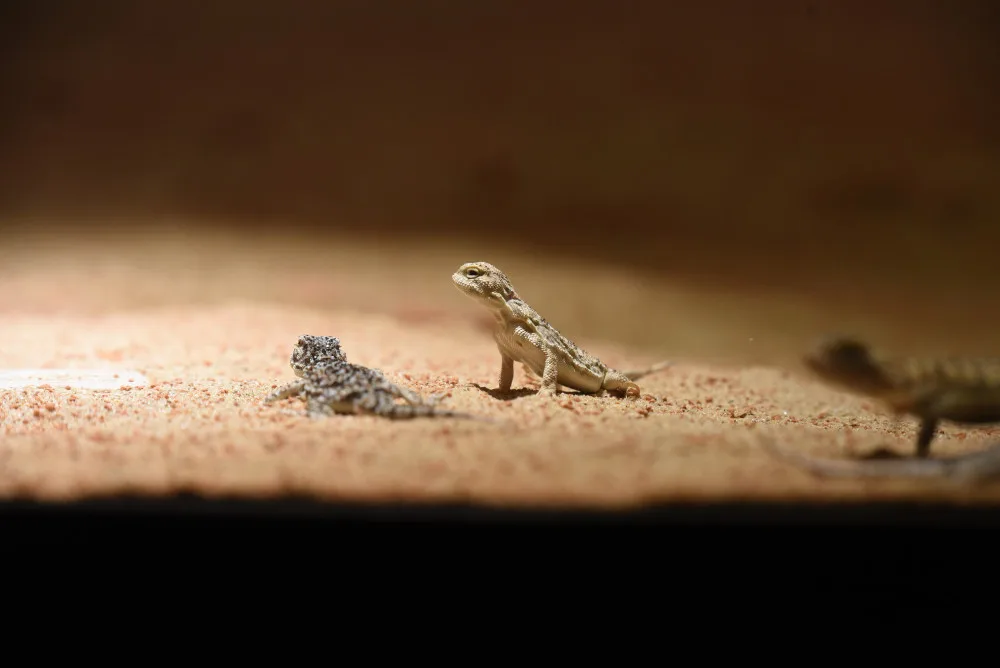 FOTOGALERIE: Podívejte se, jak vypadá nová expozice Pražské zoo inspirovaná pouští Gobi
