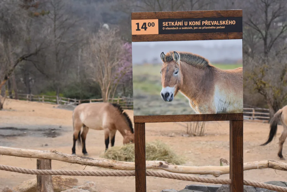 FOTOGALERIE: Podívejte se, jak vypadá nová expozice Pražské zoo inspirovaná pouští Gobi