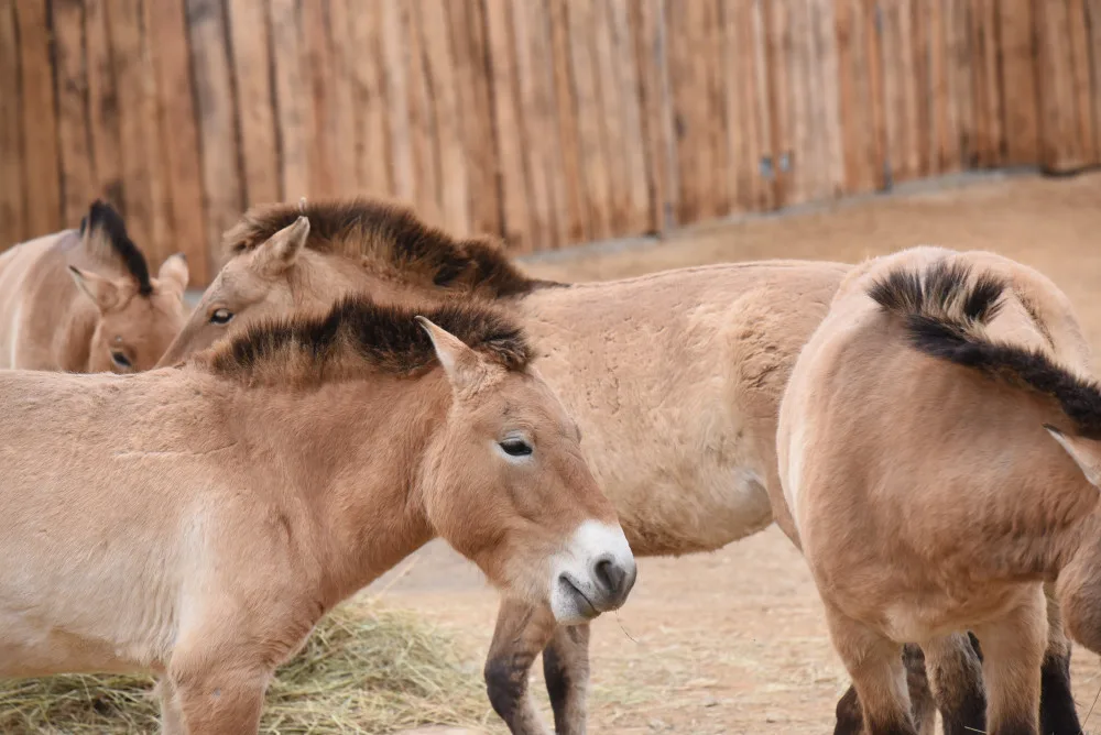FOTOGALERIE: Podívejte se, jak vypadá nová expozice Pražské zoo inspirovaná pouští Gobi