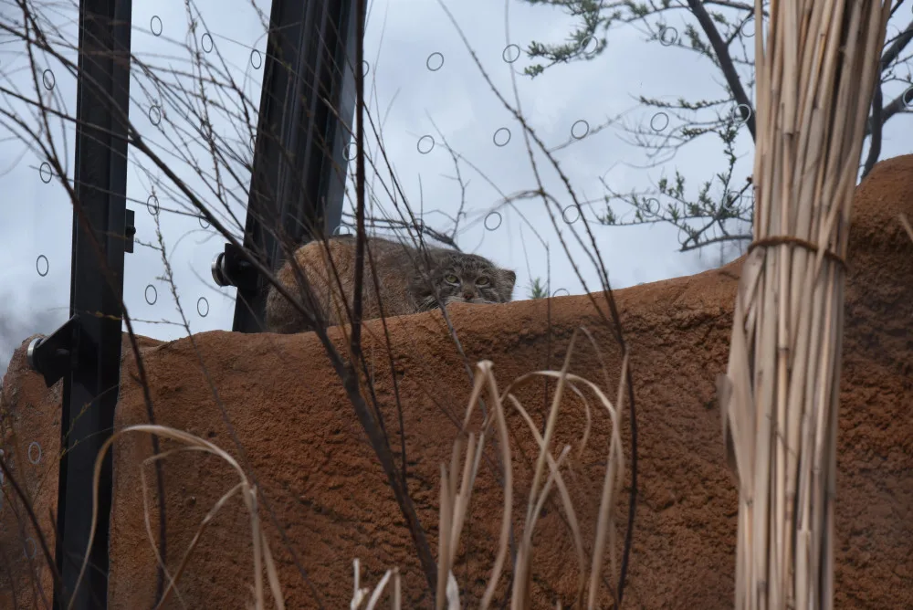 FOTOGALERIE: Podívejte se, jak vypadá nová expozice Pražské zoo inspirovaná pouští Gobi