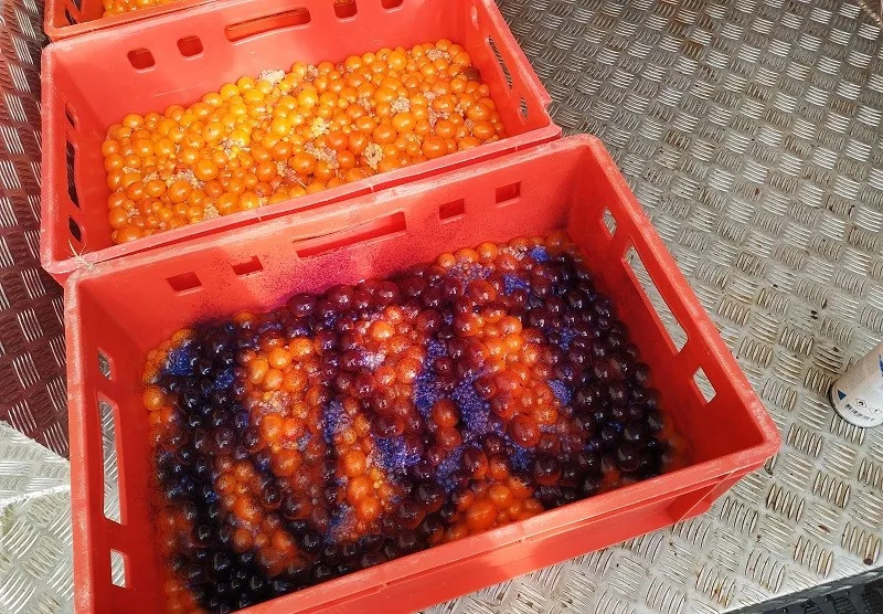 Kohouti s hlavou, kuřecí pařáty, přepravka plná žloutků. V Sapě našli víc než tunu pochybných potravin