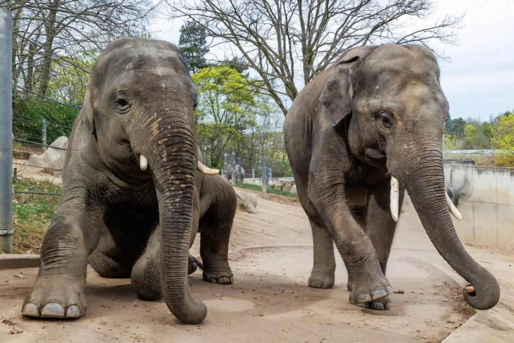 Sloní bratři opustí pražskou zoo. Max se stěhuje do Belgie, Rudi do Itálie
