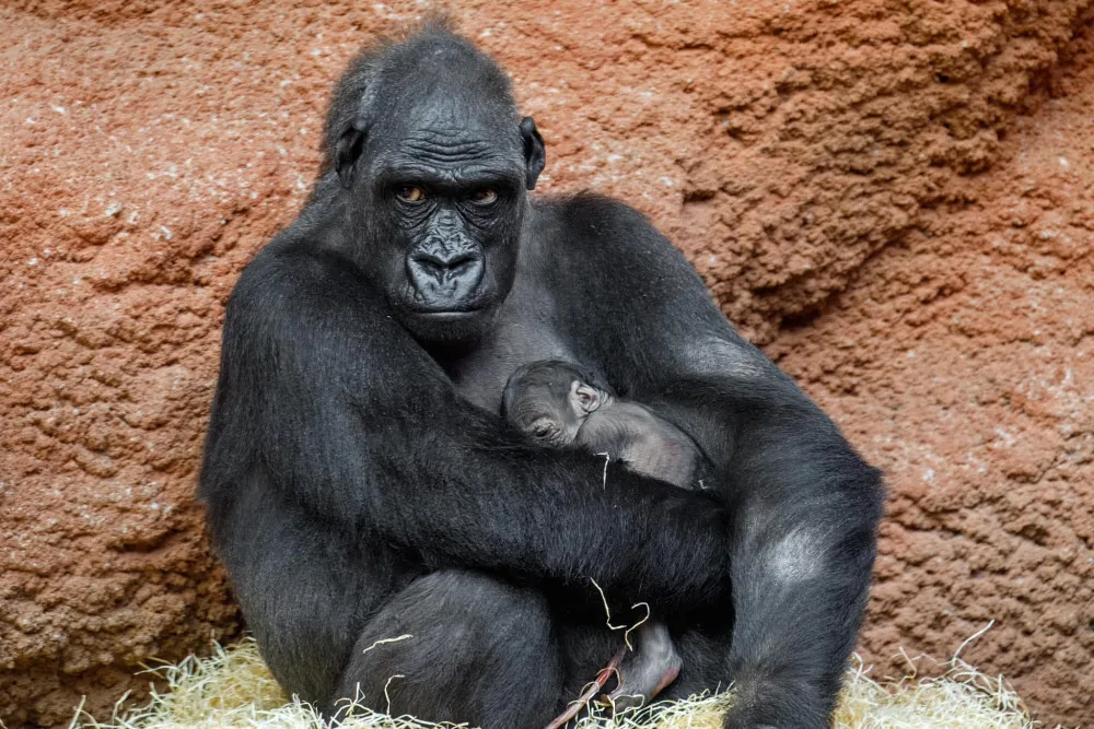 První snímek mláděte pořídil ředitel zoo