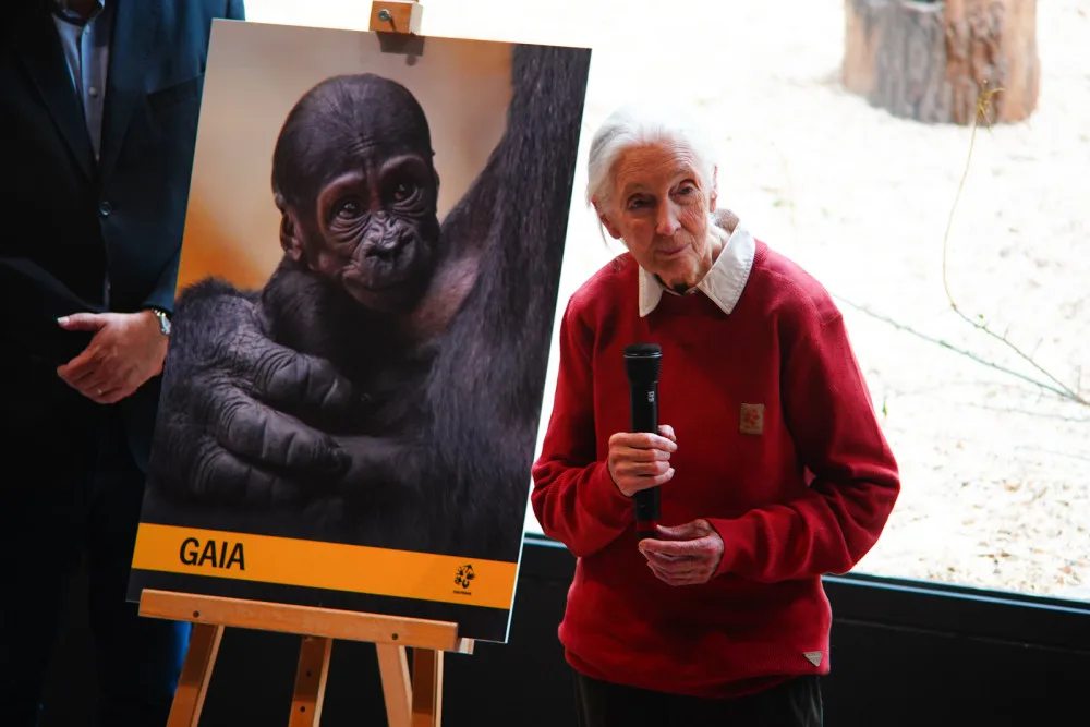 Legendární Jane Goodallová pokřtila gorilí samičku v pražské zoo. Vybrala pro ni jméno Gaia