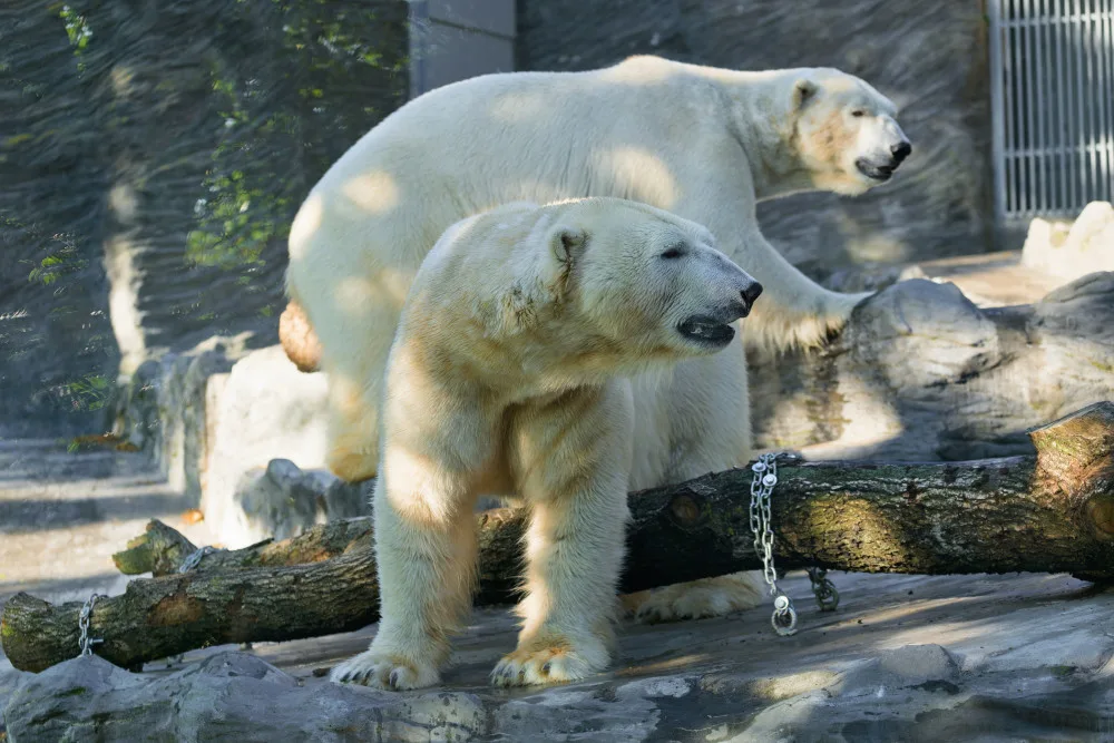 Do Zoo Praha dorazila medvědí dvojčata Gregor a Aleut