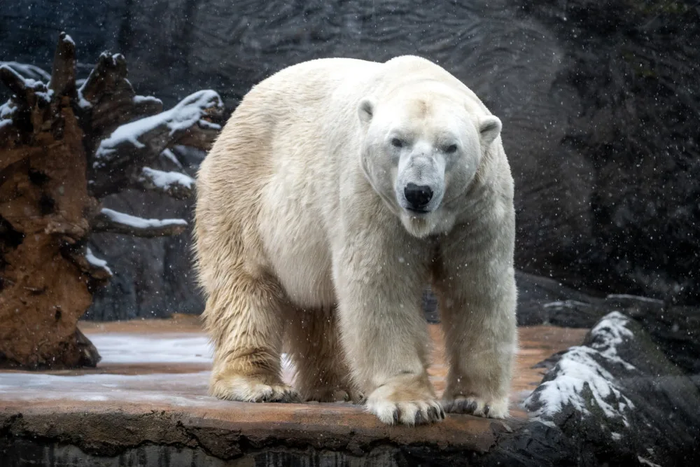 Tom se narodil v roce 2007 v brněnské zoo.