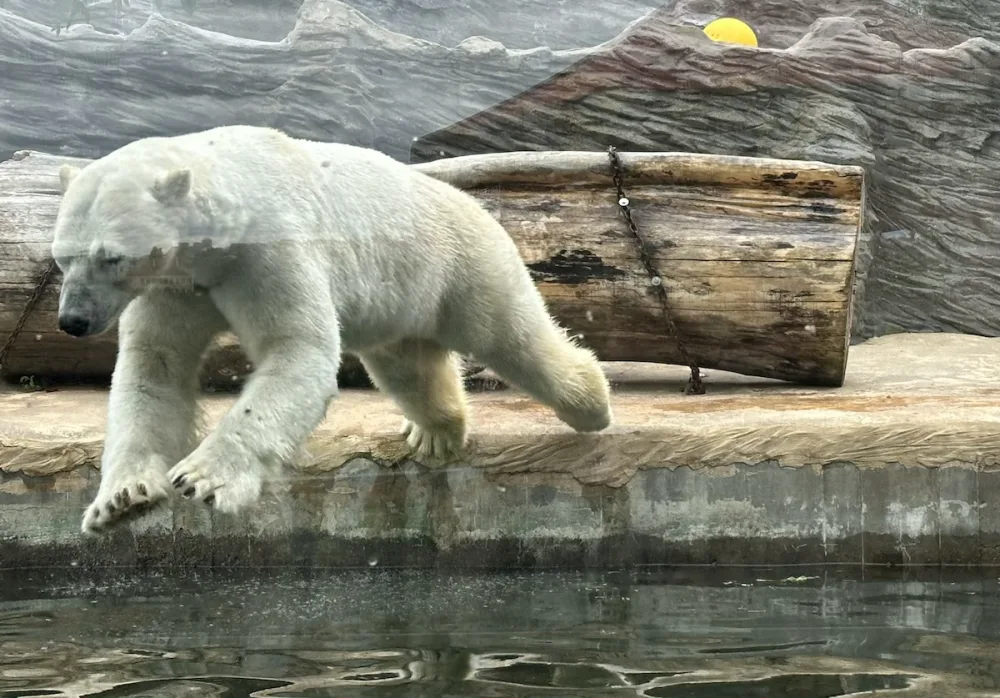 FOTOGALERIE: Svačina v bazénu, pak blbnutí s míčem. Podívejte se, jak si lední medvědi užívají nový domov v pražské zoo