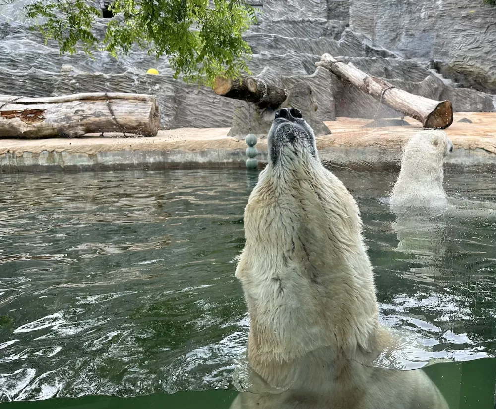 FOTOGALERIE: Svačina v bazénu, pak blbnutí s míčem. Podívejte se, jak si lední medvědi užívají nový domov v pražské zoo