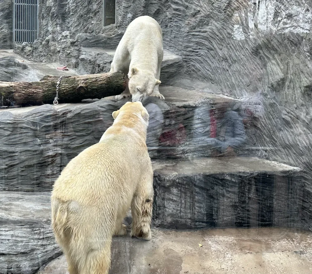 FOTOGALERIE: Svačina v bazénu, pak blbnutí s míčem. Podívejte se, jak si lední medvědi užívají nový domov v pražské zoo