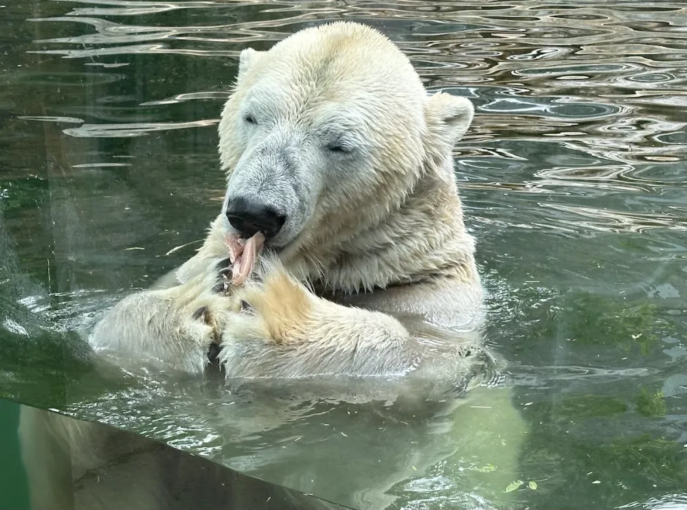 FOTOGALERIE: Svačina v bazénu, pak blbnutí s míčem. Podívejte se, jak si lední medvědi užívají nový domov v pražské zoo