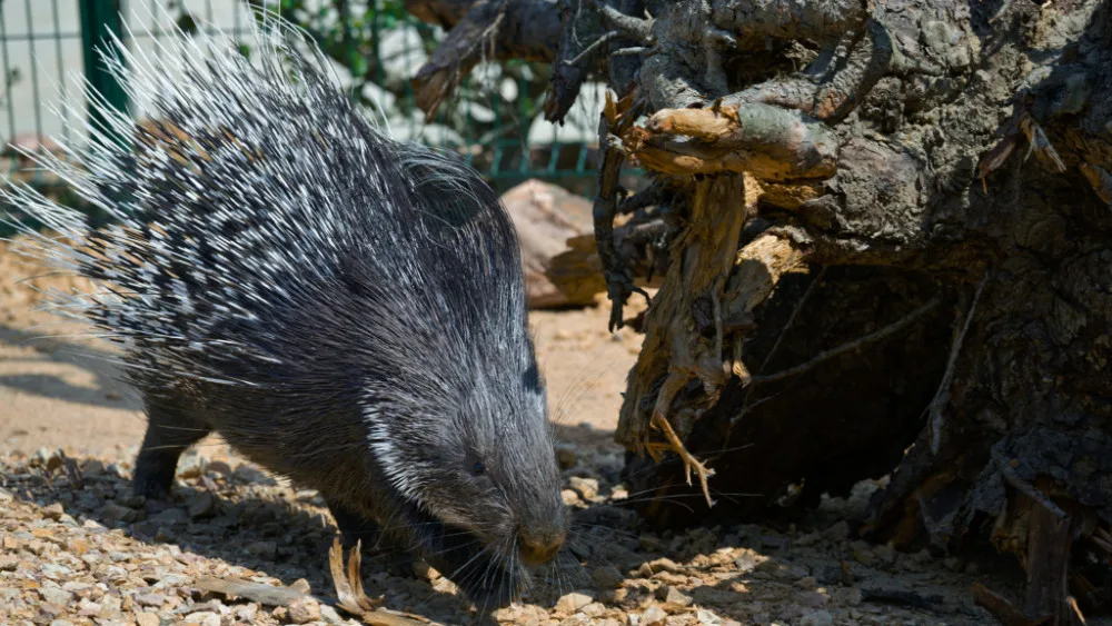 Zoo Praha