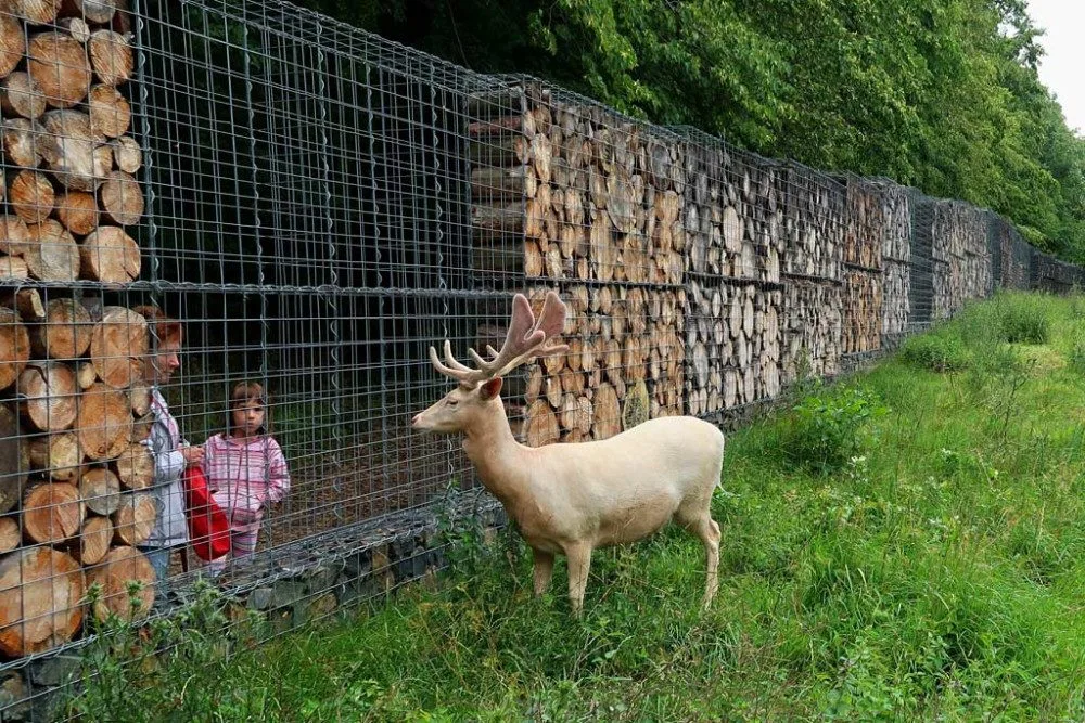 Zbytečná smrt daňci