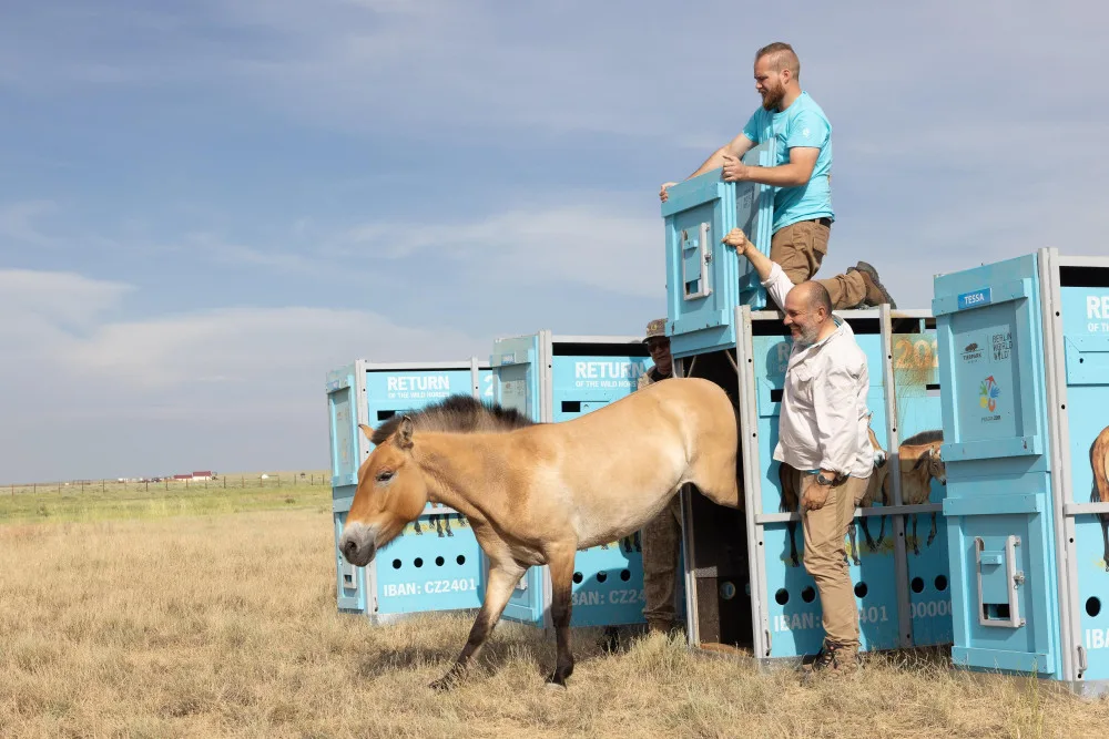 Koně Převalského si v Kazachstánu zvykají dobře. Další pražská zoo převeze za rok