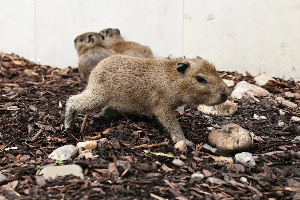 Zoo Praha přivítala čtyři mláďata kapybary, jedno asi nepřežije