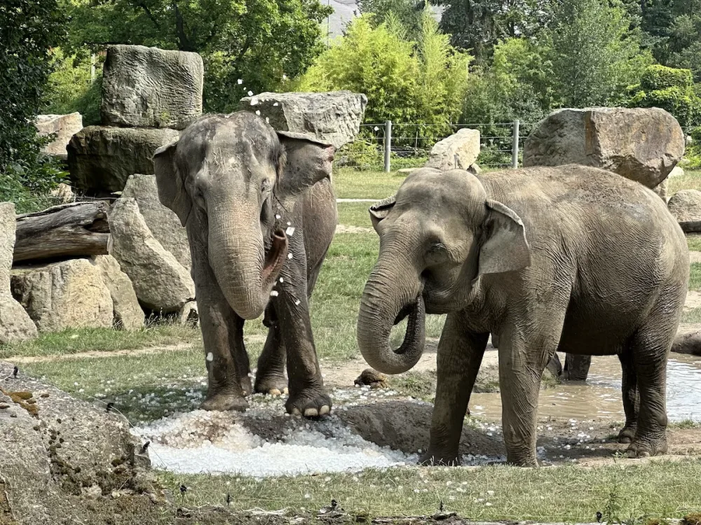 FOTO, VIDEO: Když je lední medvěd šťastný. Pražská zoo zchladila zvířata deseti tunami ledu