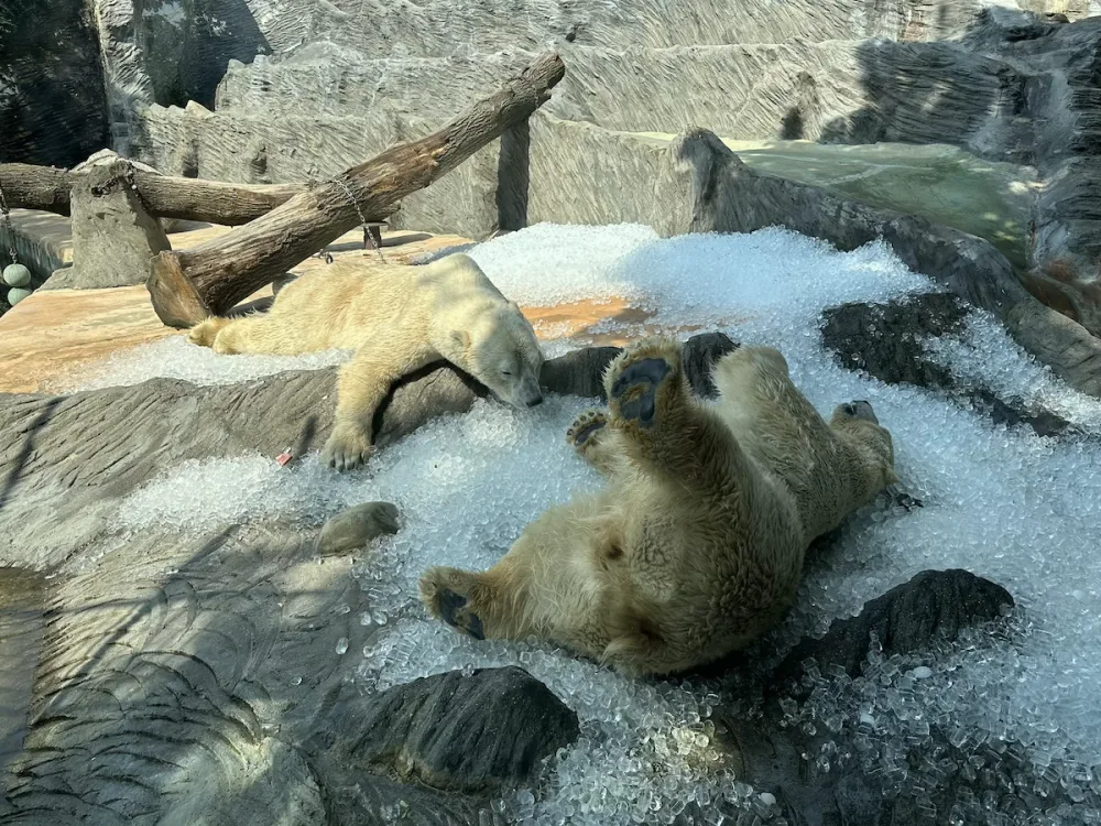 FOTO, VIDEO: Když je lední medvěd šťastný. Pražská zoo zchladila zvířata deseti tunami ledu