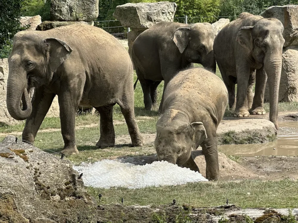 FOTO, VIDEO: Když je lední medvěd šťastný. Pražská zoo zchladila zvířata deseti tunami ledu