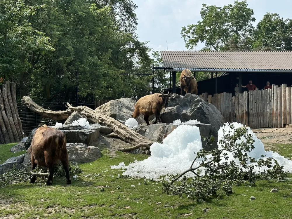 FOTO, VIDEO: Když je lední medvěd šťastný. Pražská zoo zchladila zvířata deseti tunami ledu