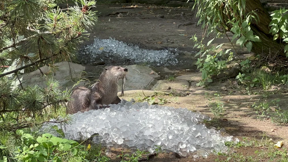 FOTO, VIDEO: Když je lední medvěd šťastný. Pražská zoo zchladila zvířata deseti tunami ledu