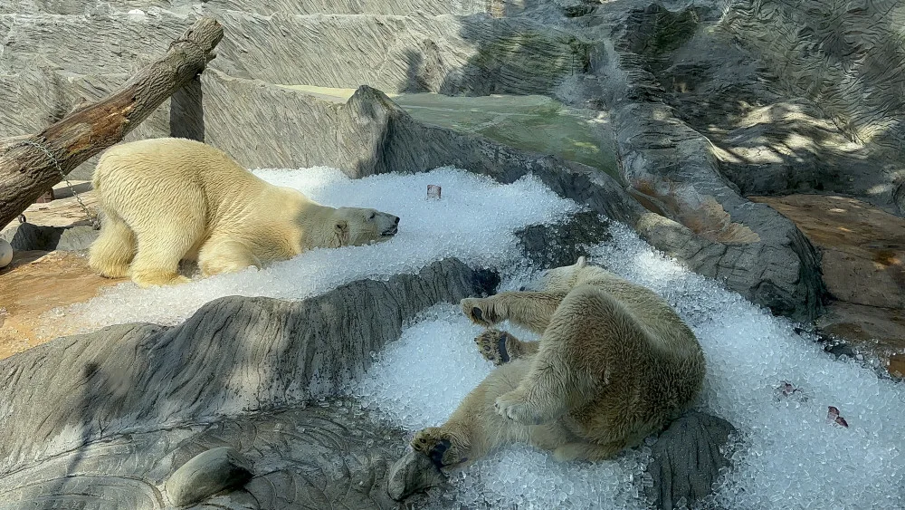 FOTO, VIDEO: Když je lední medvěd šťastný. Pražská zoo zchladila zvířata deseti tunami ledu