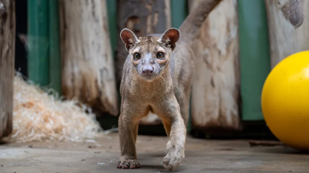 Zoo Praha