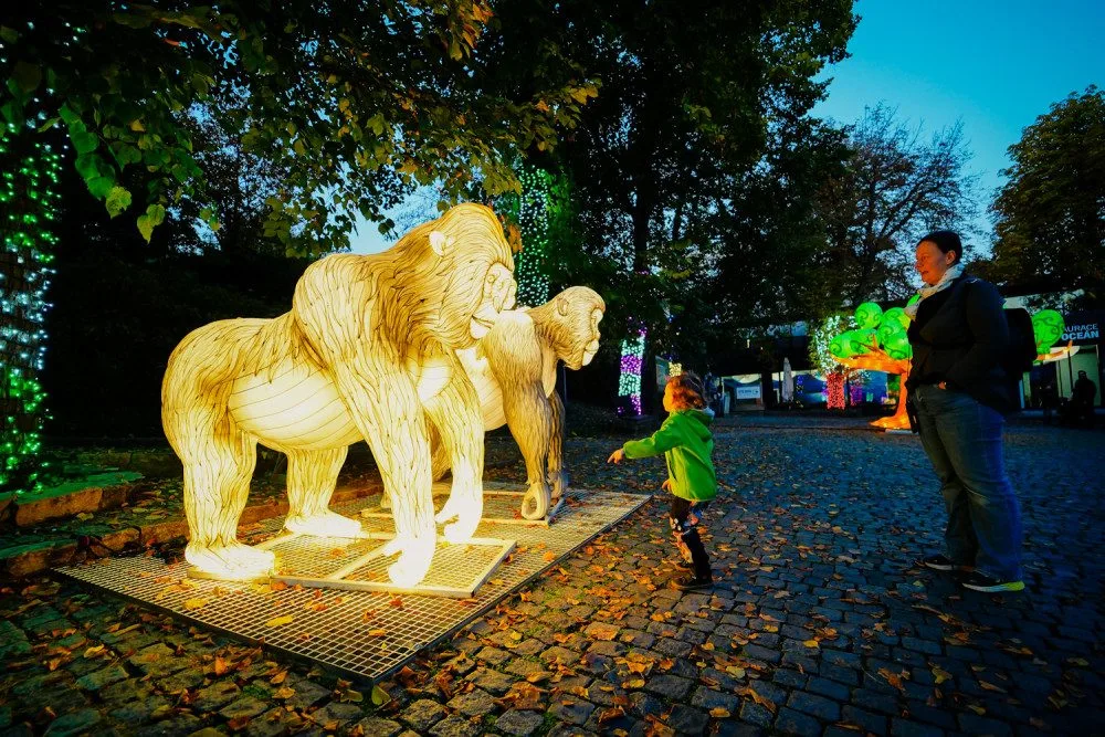 FOTOGALERIE: Gorily, nosorožci i sloni na dotek. Pražská zoo zve na lampionová zářící zvířata