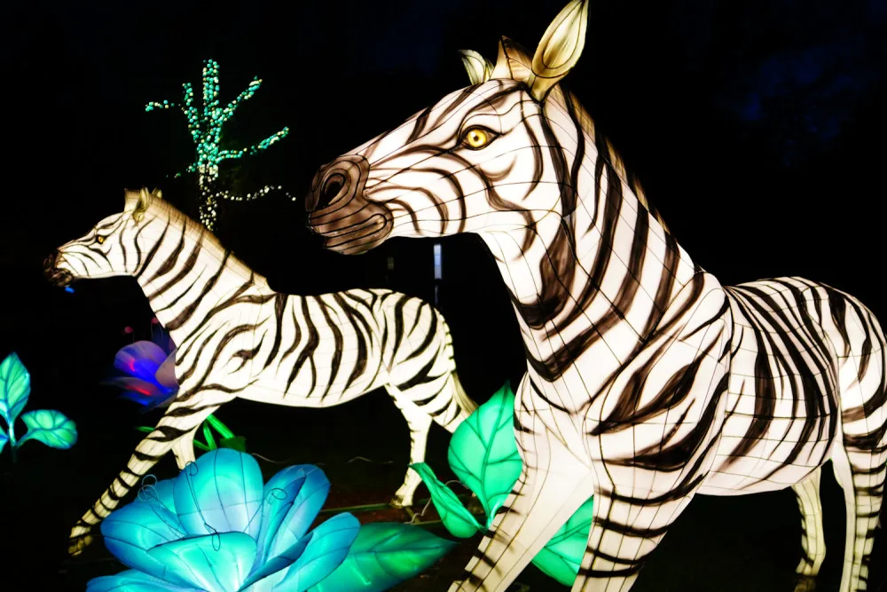 FOTOGALERIE: Gorily, nosorožci i sloni na dotek. Pražská zoo zve na lampionová zářící zvířata