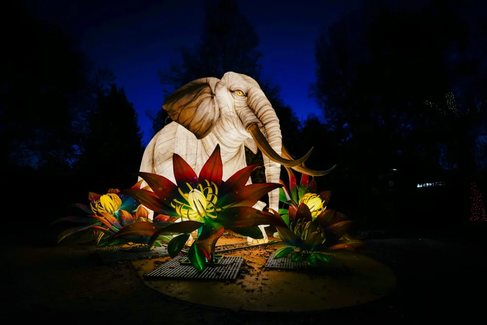 FOTOGALERIE: Gorily, nosorožci i sloni na dotek. Pražská zoo zve na lampionová zářící zvířata