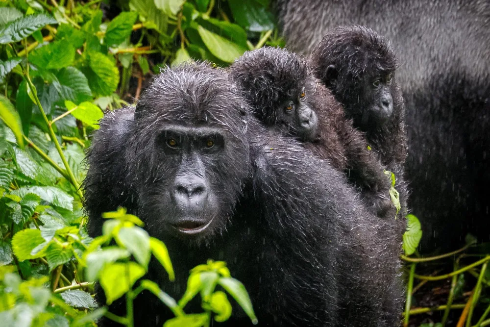 Pražská zoo pošle dvě stě tisíc na pomoc gorilám v Kongu, hrozí jim nákaza mpox