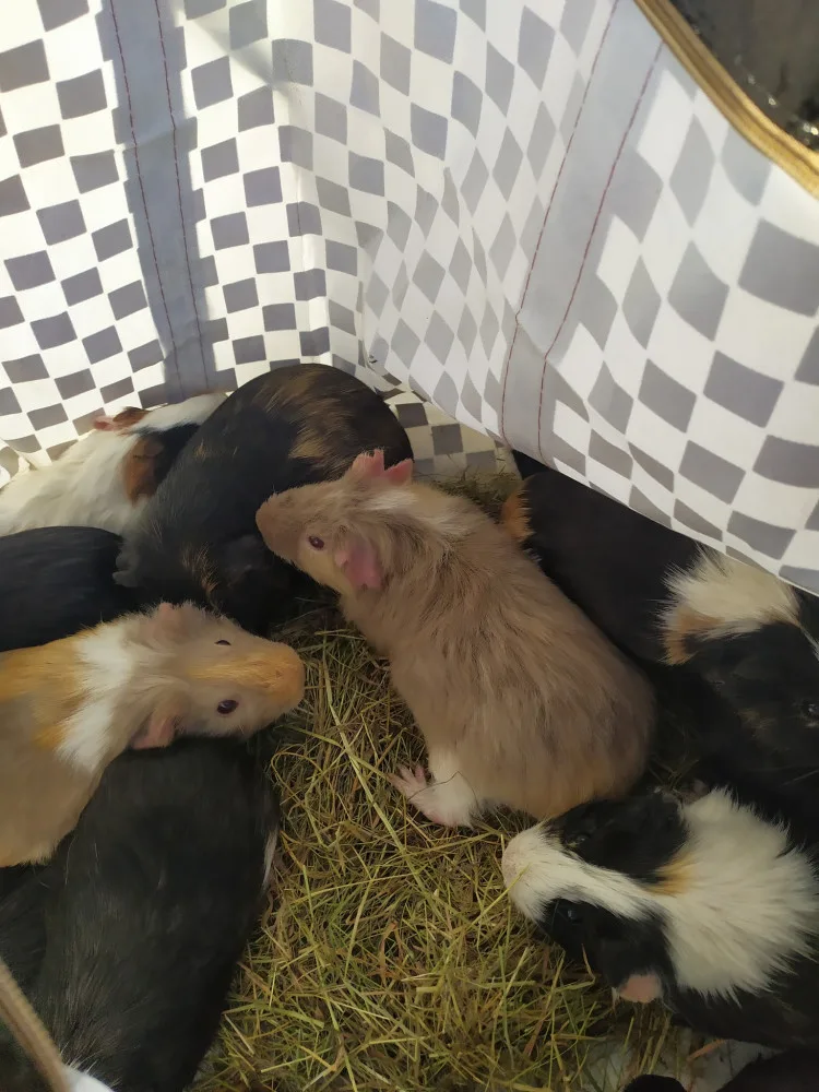 Přede dveřmi útulku odložili v tašce patnáct morčat. Po karanténě budou k adopci
