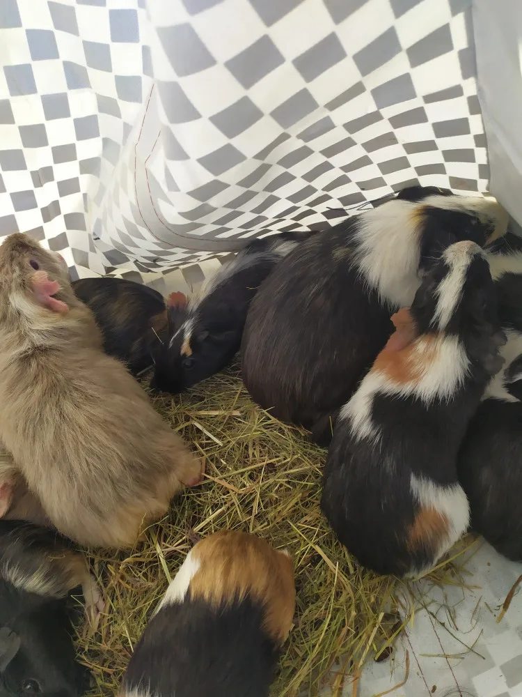 Přede dveřmi útulku odložili v tašce patnáct morčat. Po karanténě budou k adopci