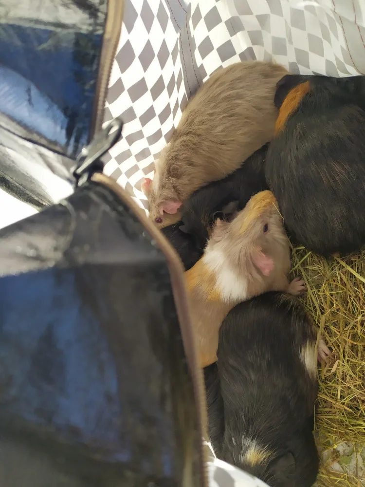 Přede dveřmi útulku odložili v tašce patnáct morčat. Po karanténě budou k adopci