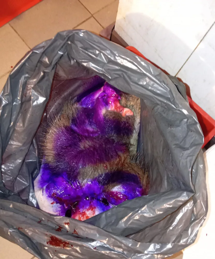 Masa bylo skoro padesát kilo.