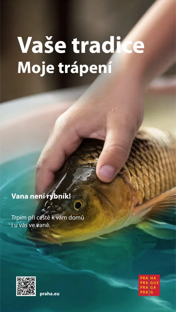 Praha zahájila kampaň za lepší zacházení s kapry, upozorňuje na jejich trápení při držení ve vaně nebo vypouštění do řek