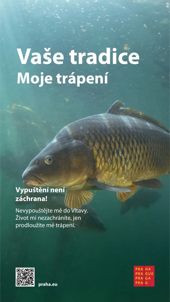 Praha zahájila kampaň za lepší zacházení s kapry, upozorňuje na jejich trápení při držení ve vaně nebo vypouštění do řek