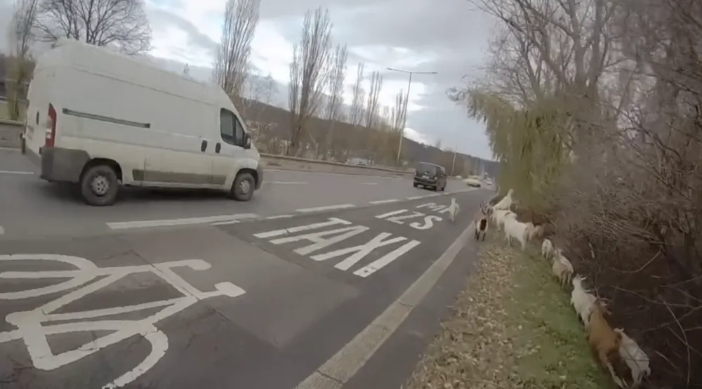 VIDEO: Chovateli v Praze uteklo stádo koz, z rychlostní silnice je zahnali strážníci