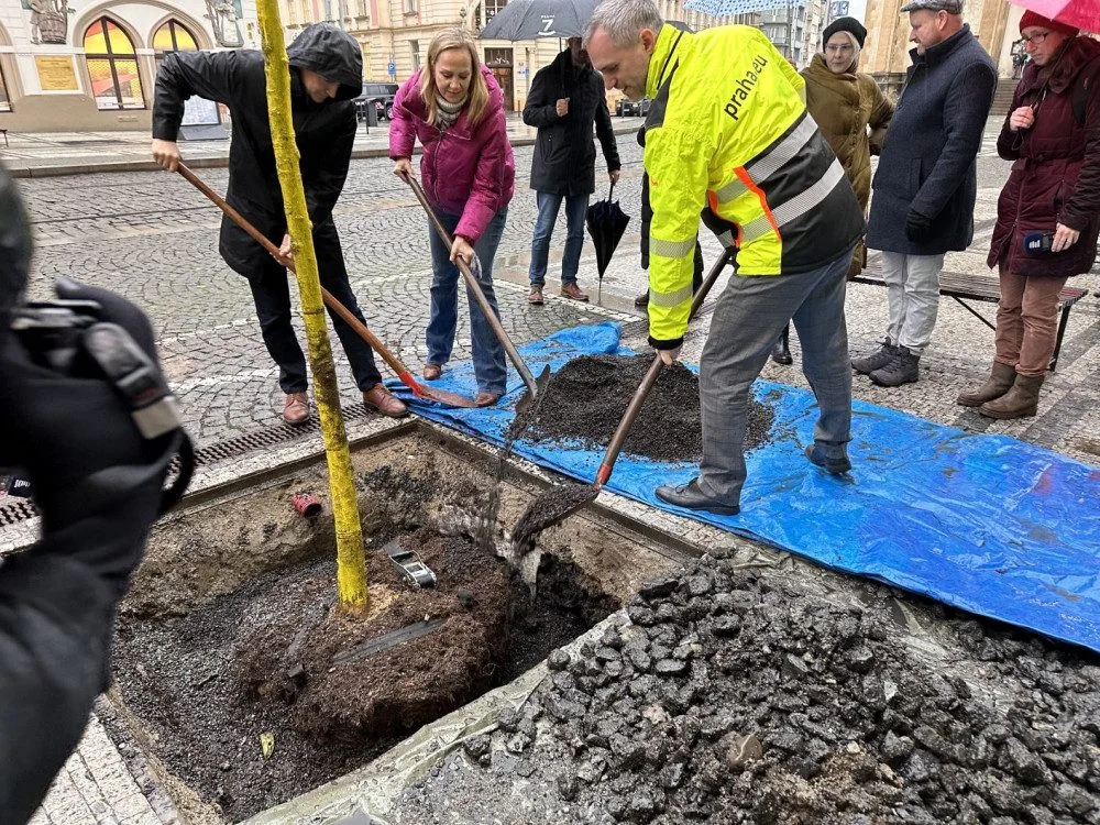 Na Strossmayerově náměstí se sází nové stromy. Město vybralo speciální odolné druhy, které se hodí do města
