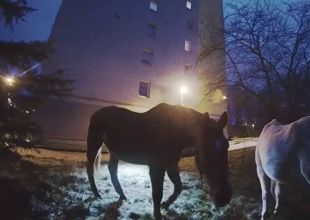 U paneláku v Praze se pásli dva koně, utekli majiteli z ohrady.